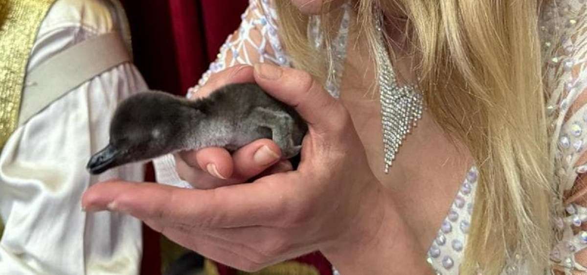 circo lidia togni pinguino diego foto tratta dal video