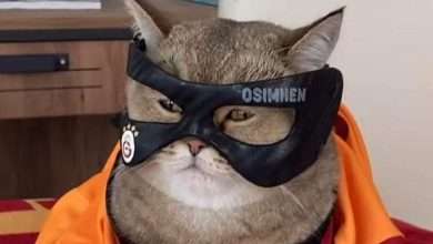 gatto Osimhen